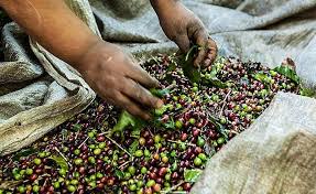 Melhor café do Brasil’ foi colhido por produtor multado por trabalho infantil